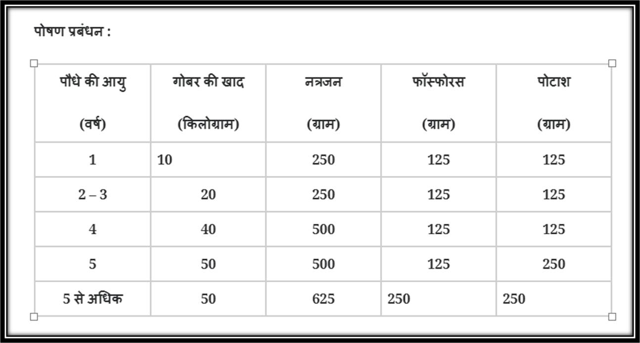 अनार की खेती